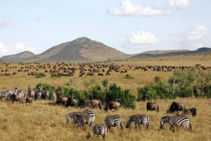 7 days Kenya Wildlife