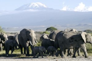10 Days Private Guided Tanzanian