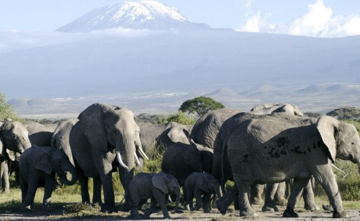 10 Days Private Guided Tanzanian