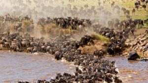 3 Days Masai Mara Wildlife