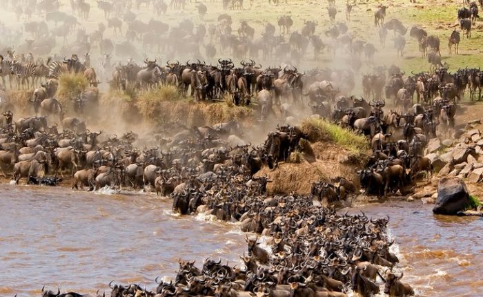 3 Days Masai Mara Wildlife