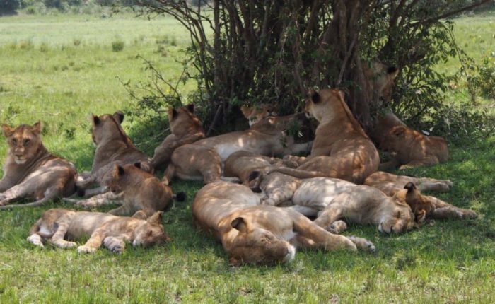 10 Days Magical Kenya Vacation