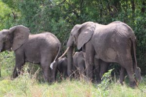 4 days Masai Mara & Nakuru