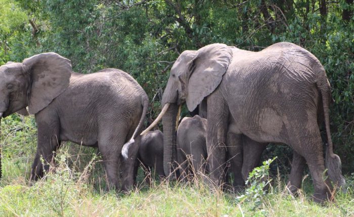 4 days Masai Mara & Nakuru