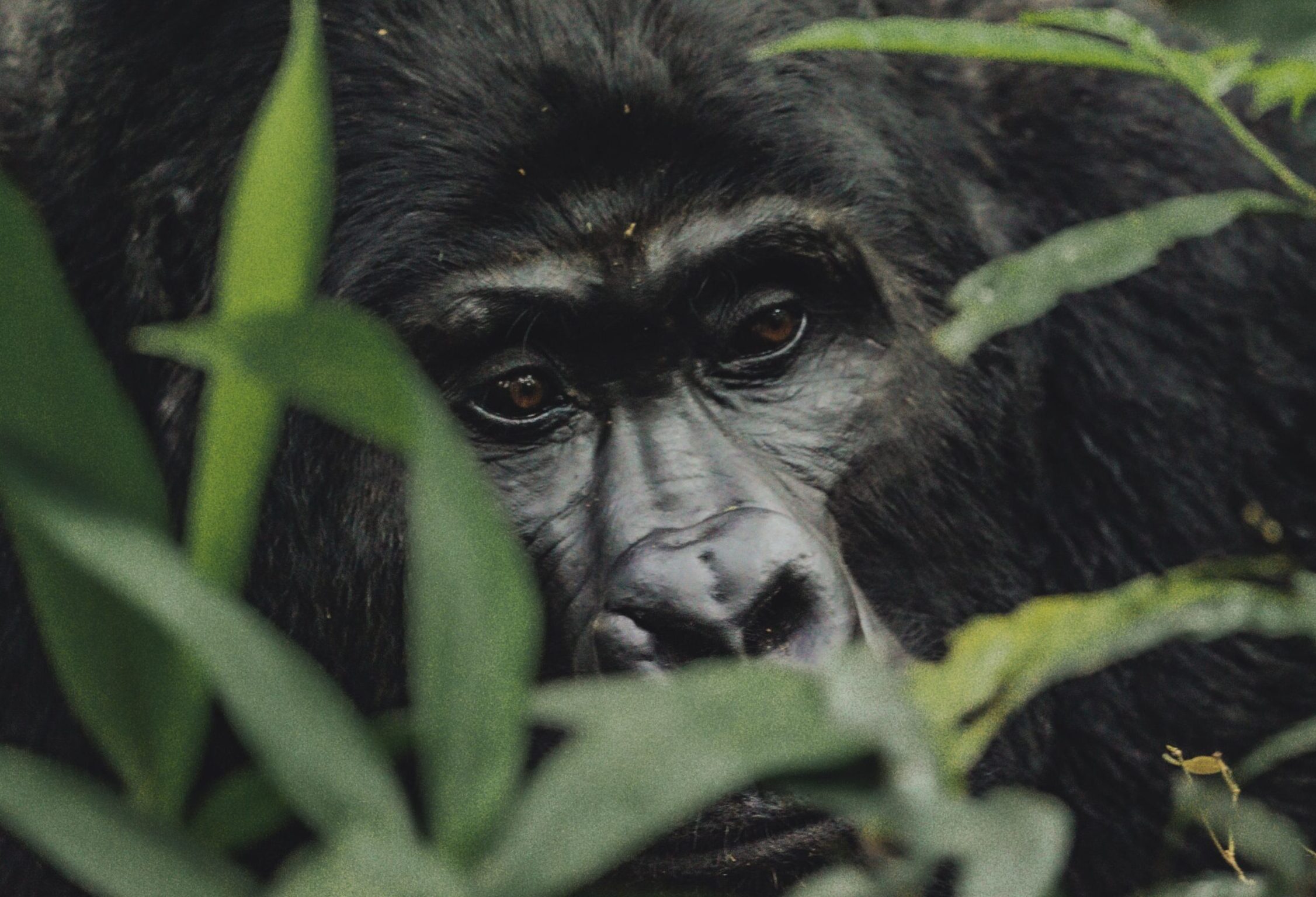 facts about mountain gorillas