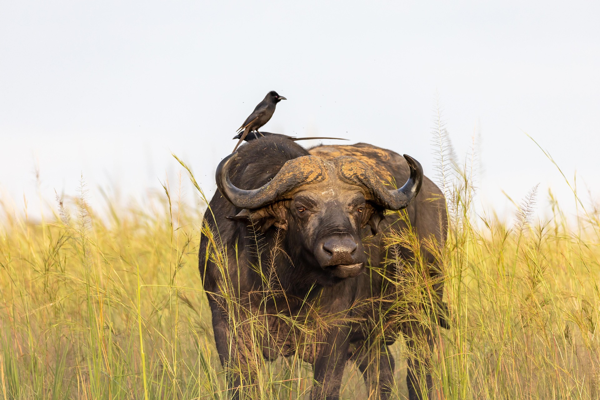 national parks in Uganda