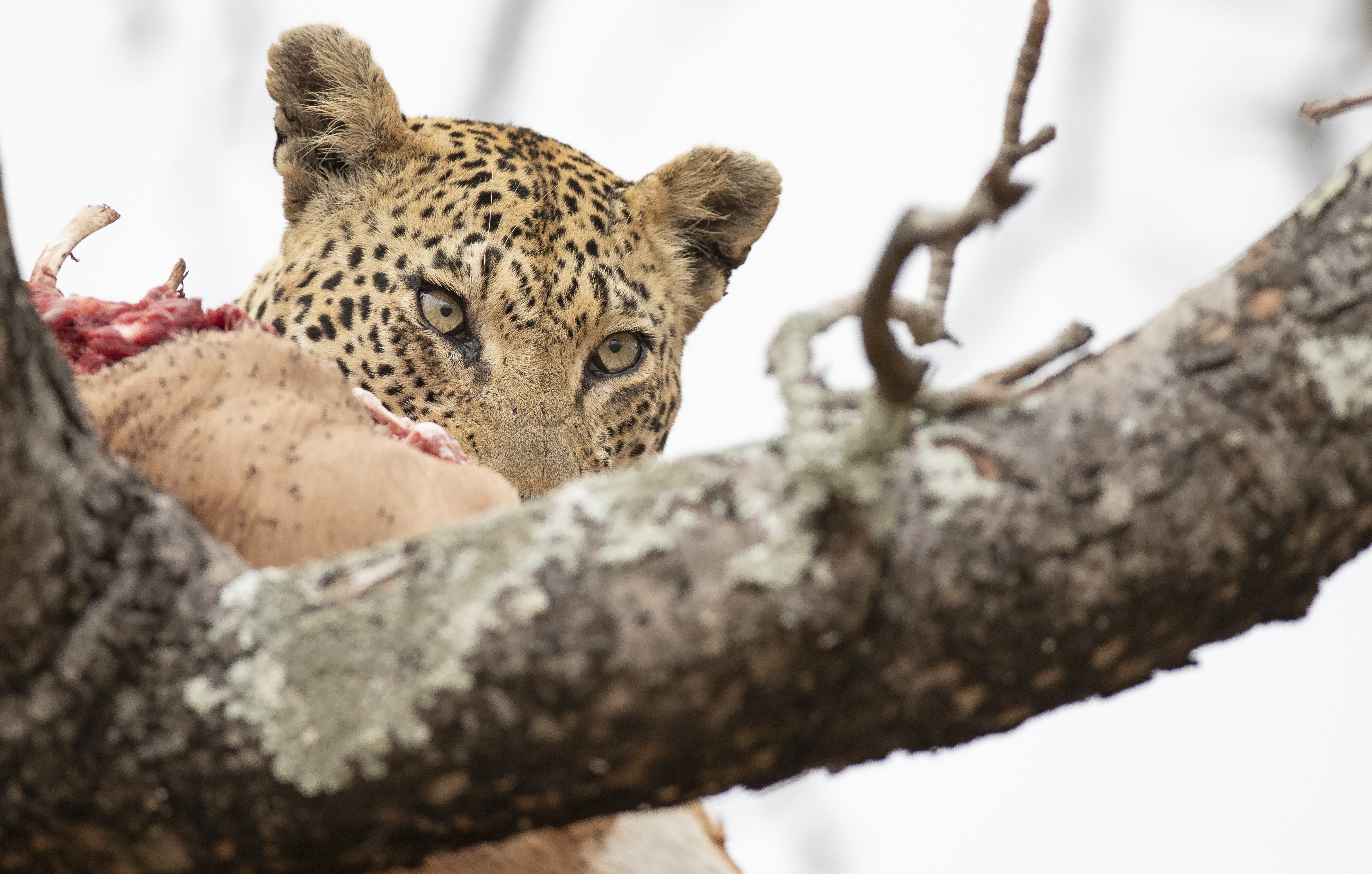 a leopard with its kill