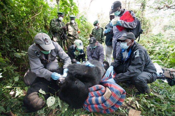 Uganda Gorilla Doctors