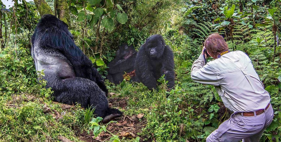 gorilla proximity rules
