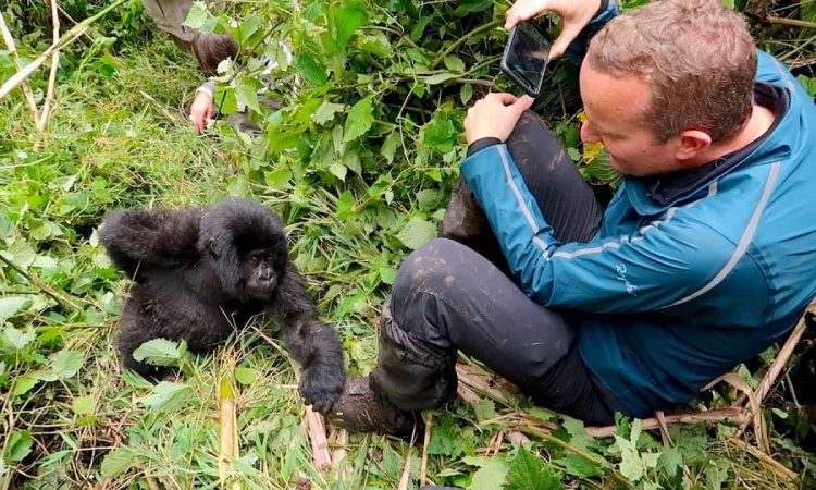 gorilla proximity rules