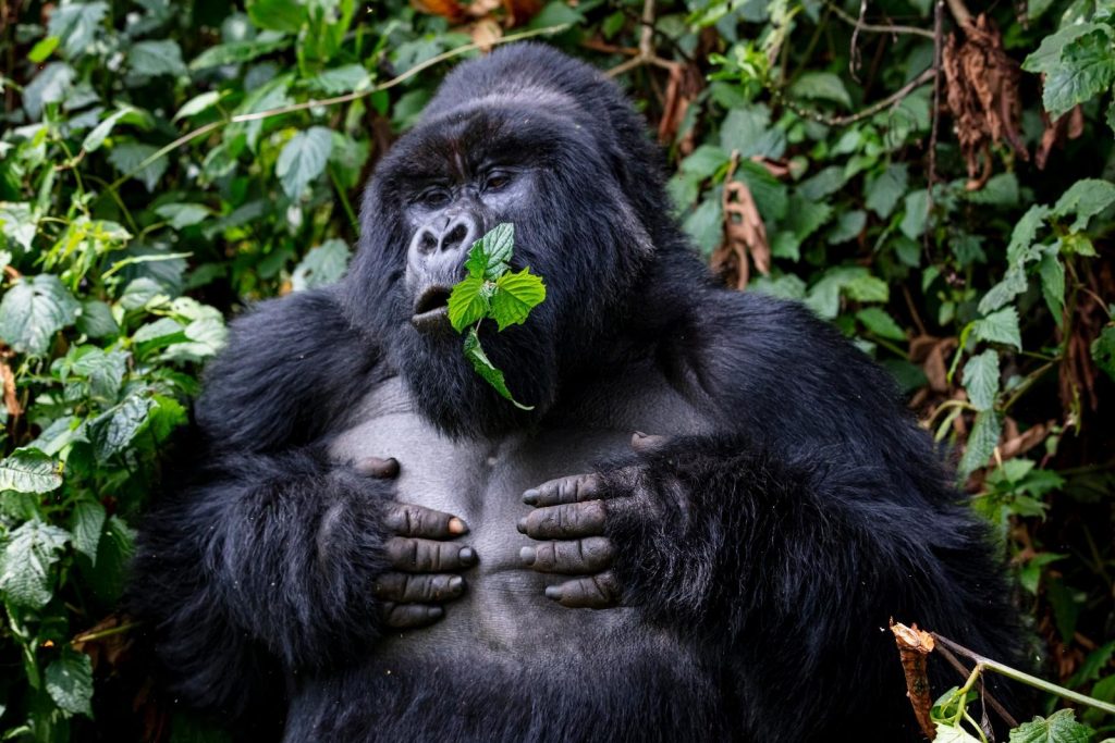 gorilla charge