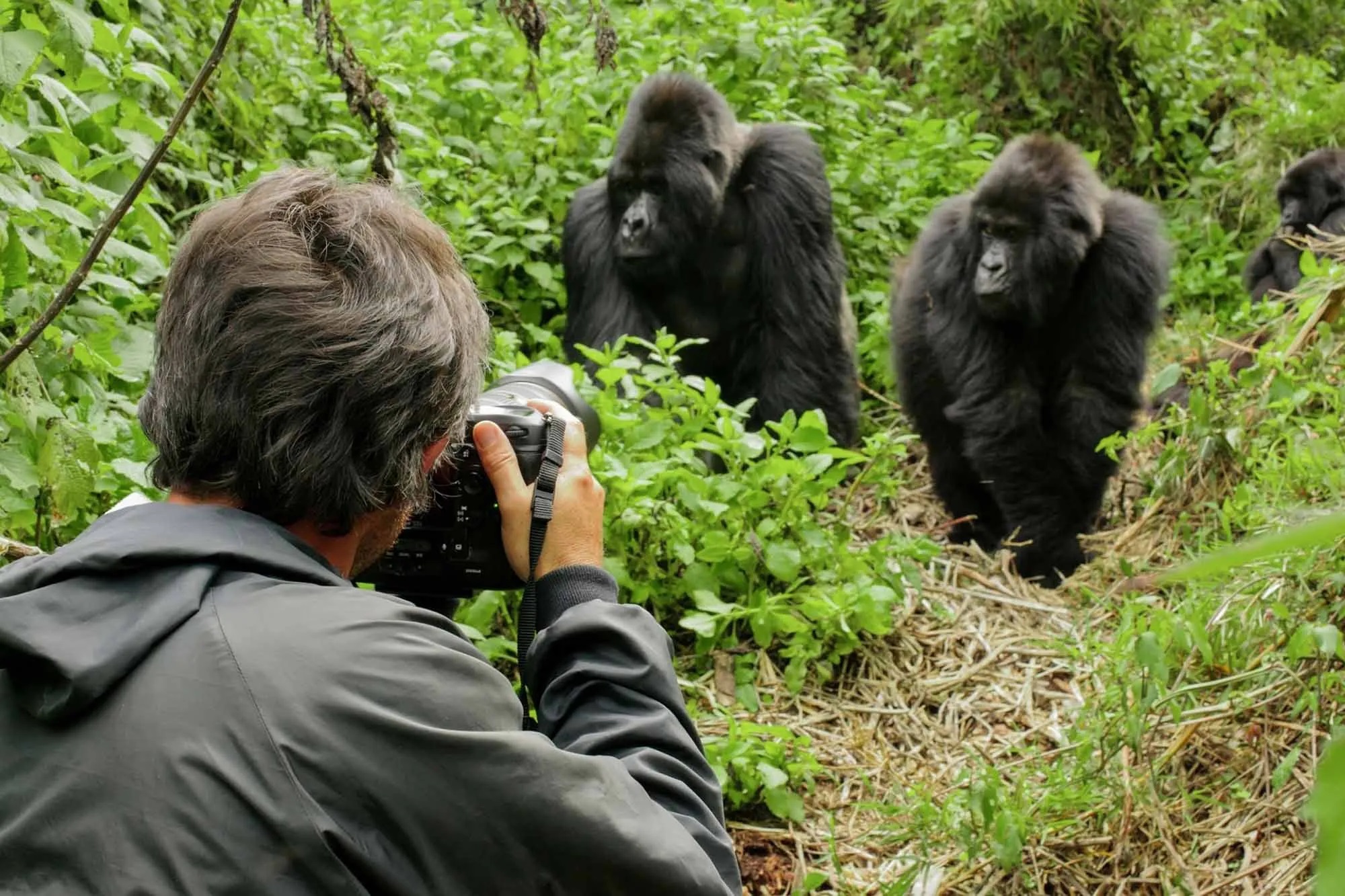 gorilla trekking safety 