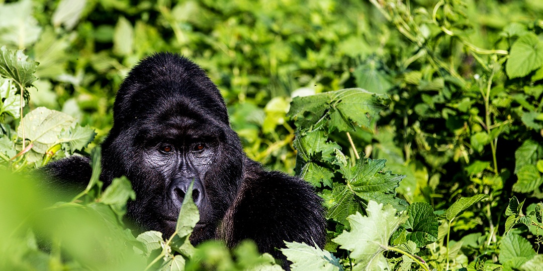 gorilla trekking permits