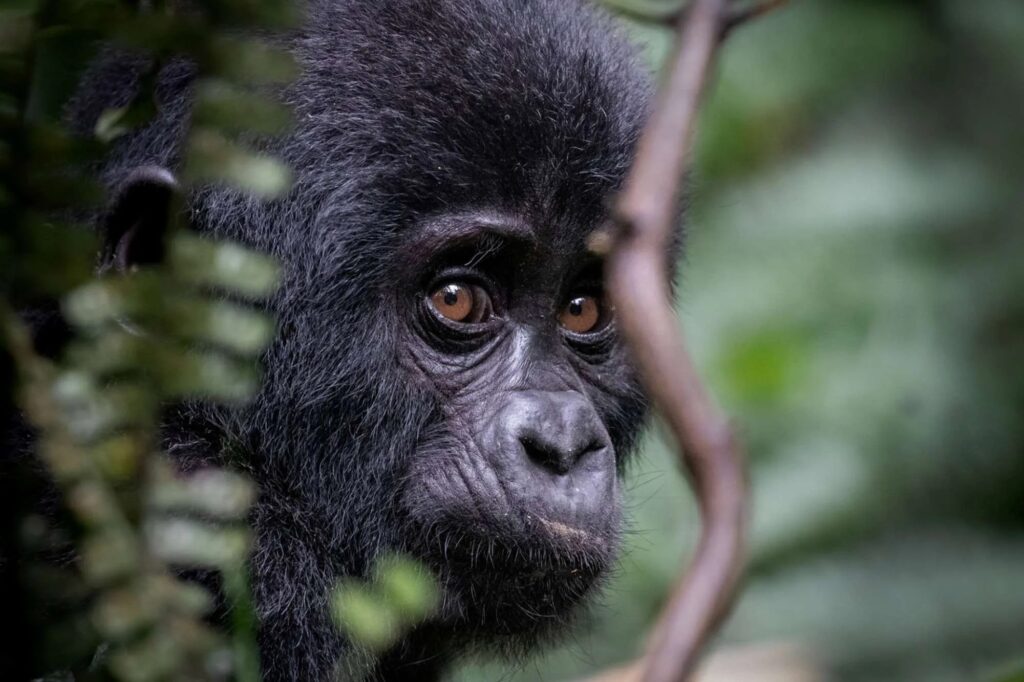 world gorilla day 2025