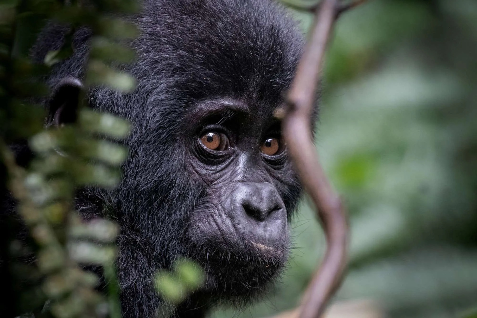 world gorilla day 2025