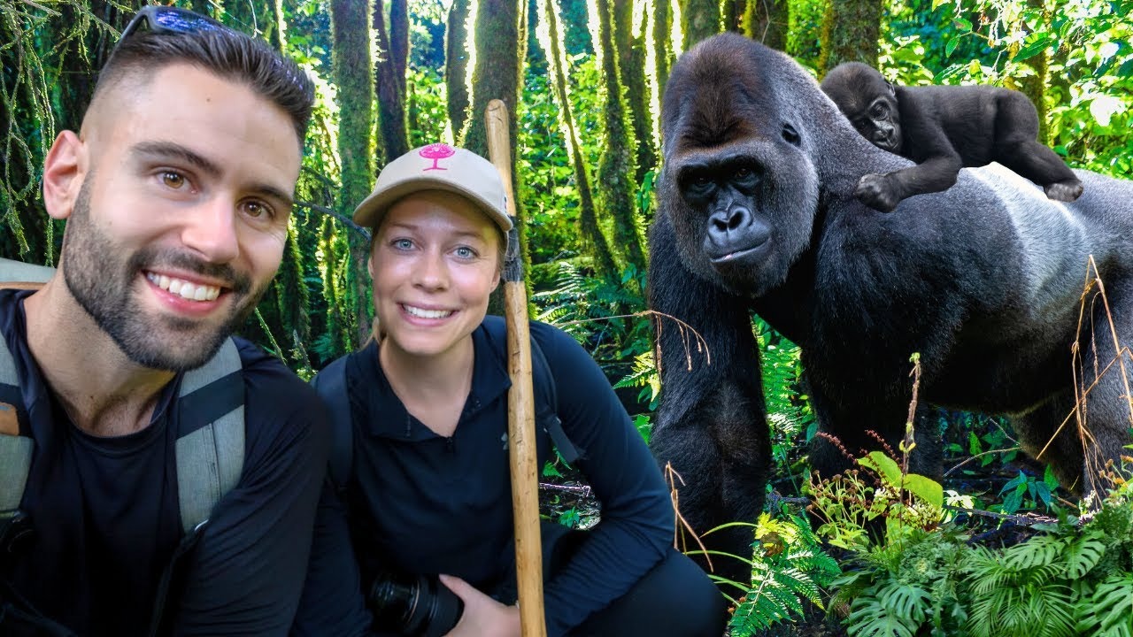 Gorilla conservation in Rwanda