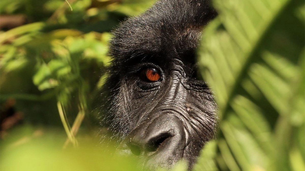 mistakes when applying for gorilla trekking permits