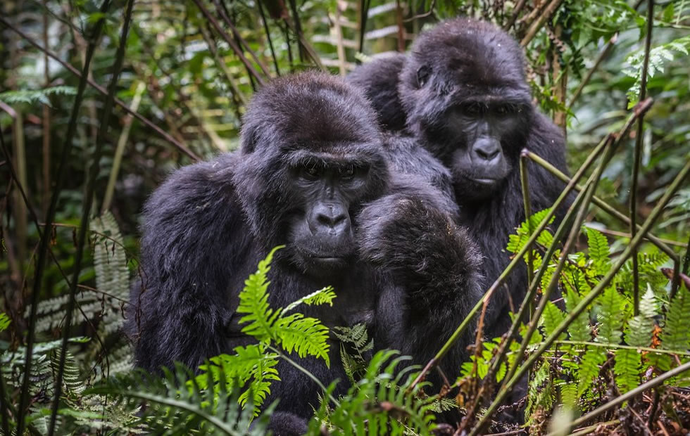 2 Days Gorilla Trekking in Uganda from Rwanda 2026-2030