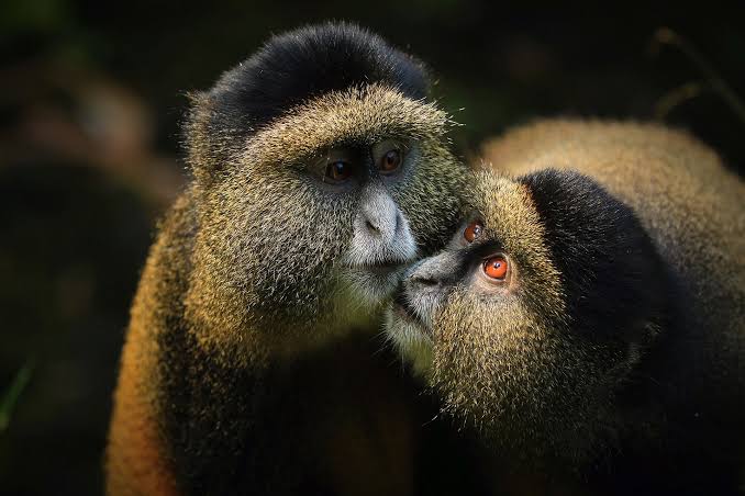 3 Day Rwanda Gorilla & Golden Monkey Trekking 2026-2030