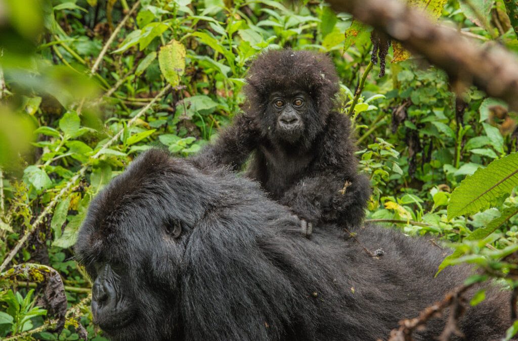3 Days Uganda Gorilla Trekking Safari Bwindi 2026–2030
