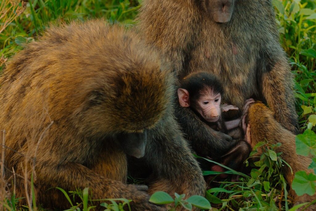 5 Days Bwindi Gorillas & Queen Elizabeth Wildlife Uganda 2026-2030