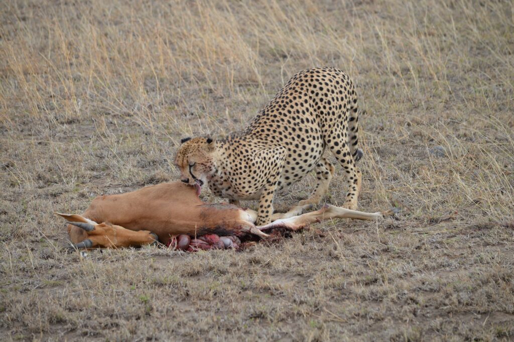 11 Days Tanzania Safari and Zanzibar 2026-2030