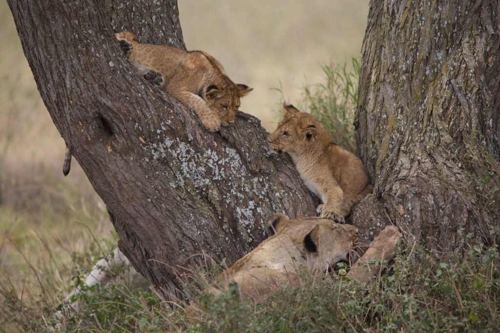 3 Days Masai Mara Safari Private Tour 2026-2030