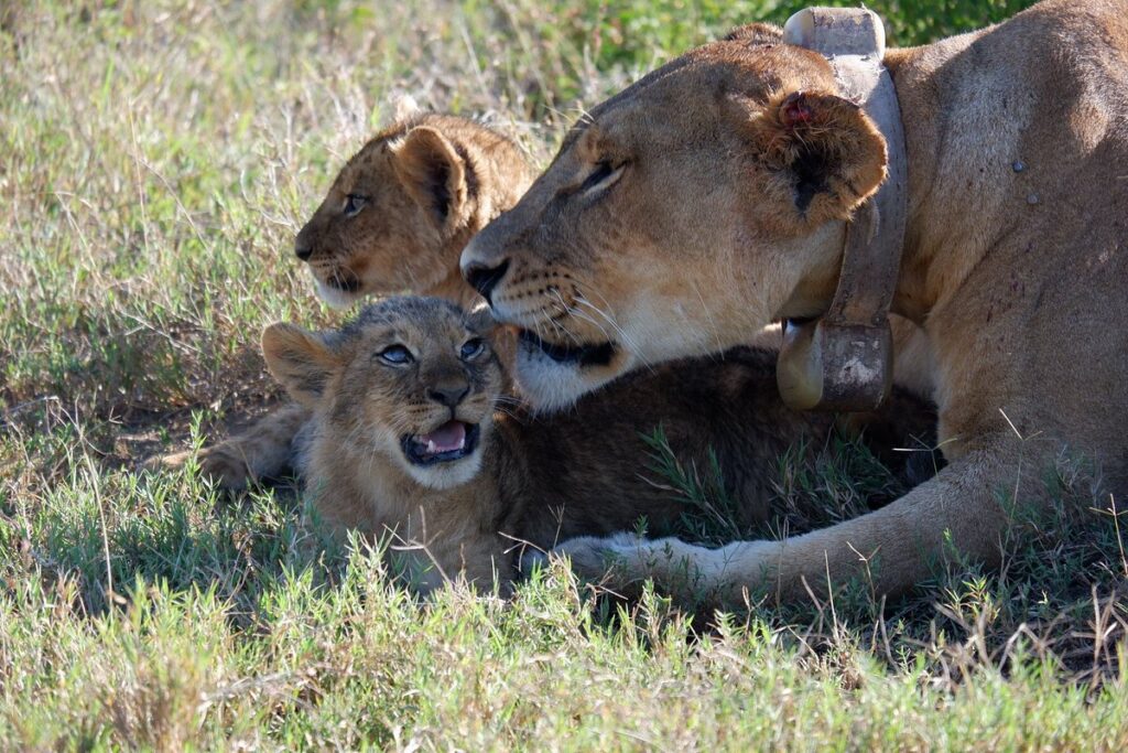 3 Days Tanzania Safari Serengeti and Ngorongoro 2026-2030