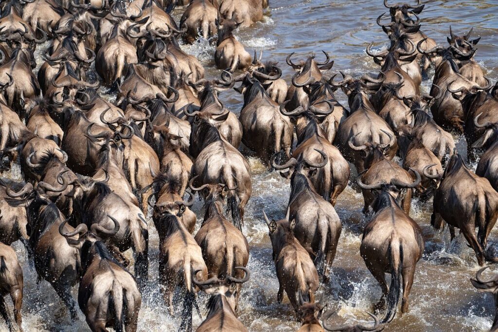 4 Day Masai Mara and Lake Nakuru 2026-2030