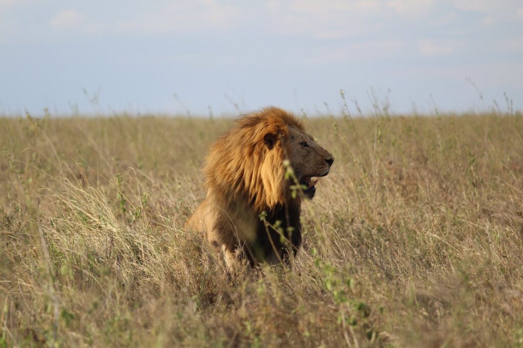 4 Days Classic Safari to Tarangire Serengeti & Ngorongoro 2026–2030