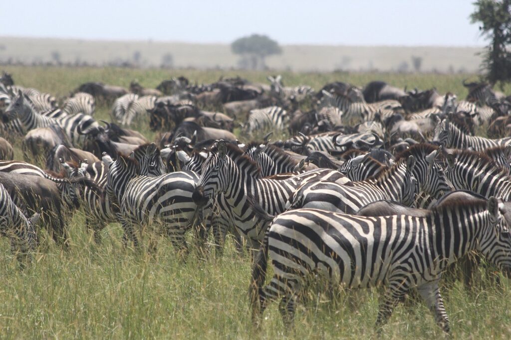4 Days Tanzania Serengeti and Hot Air Balloon 2026-2030