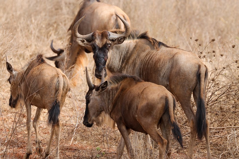 8 Day Amboseli, Lake Nakuru and Masai Mara Safari 2026-2030