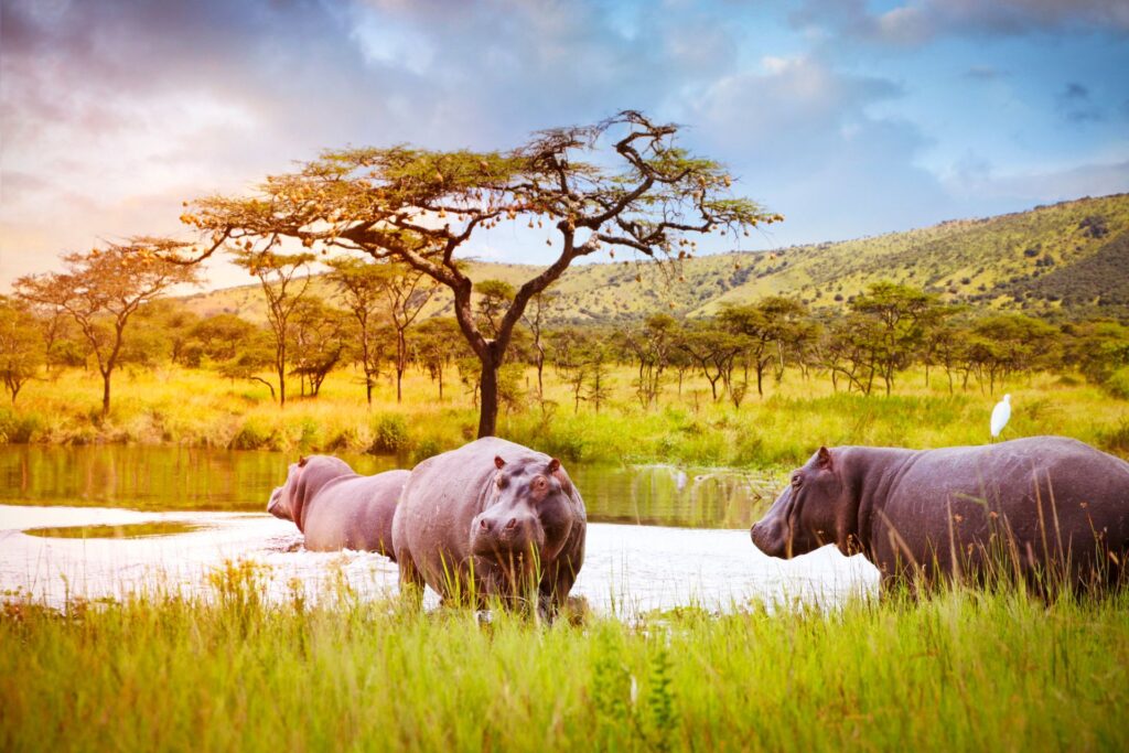 Akagera NP