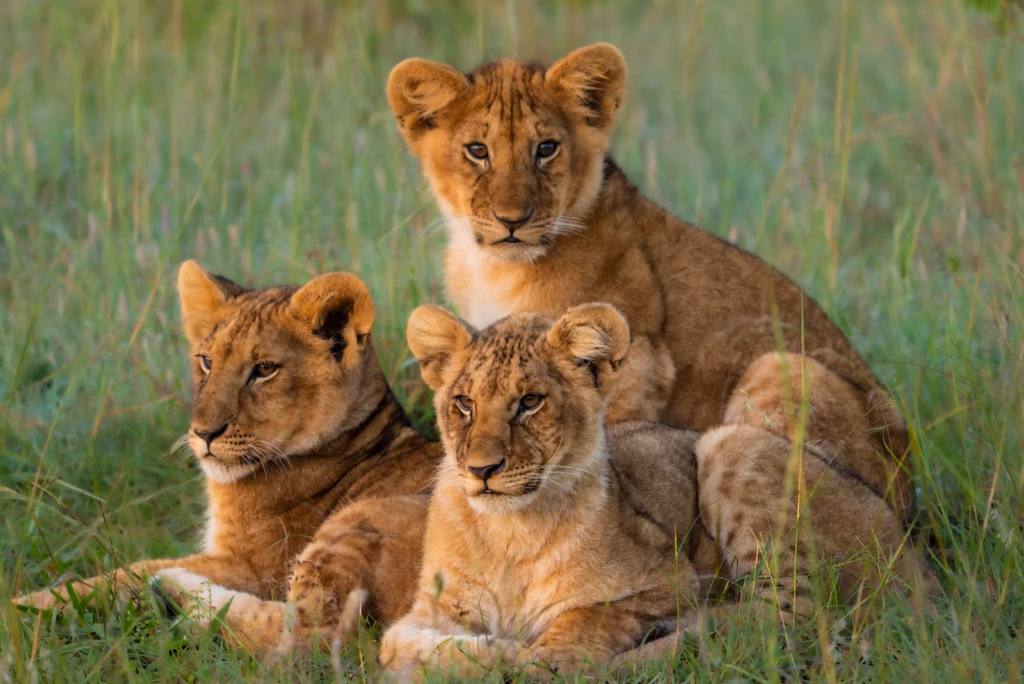 Amboseli NP