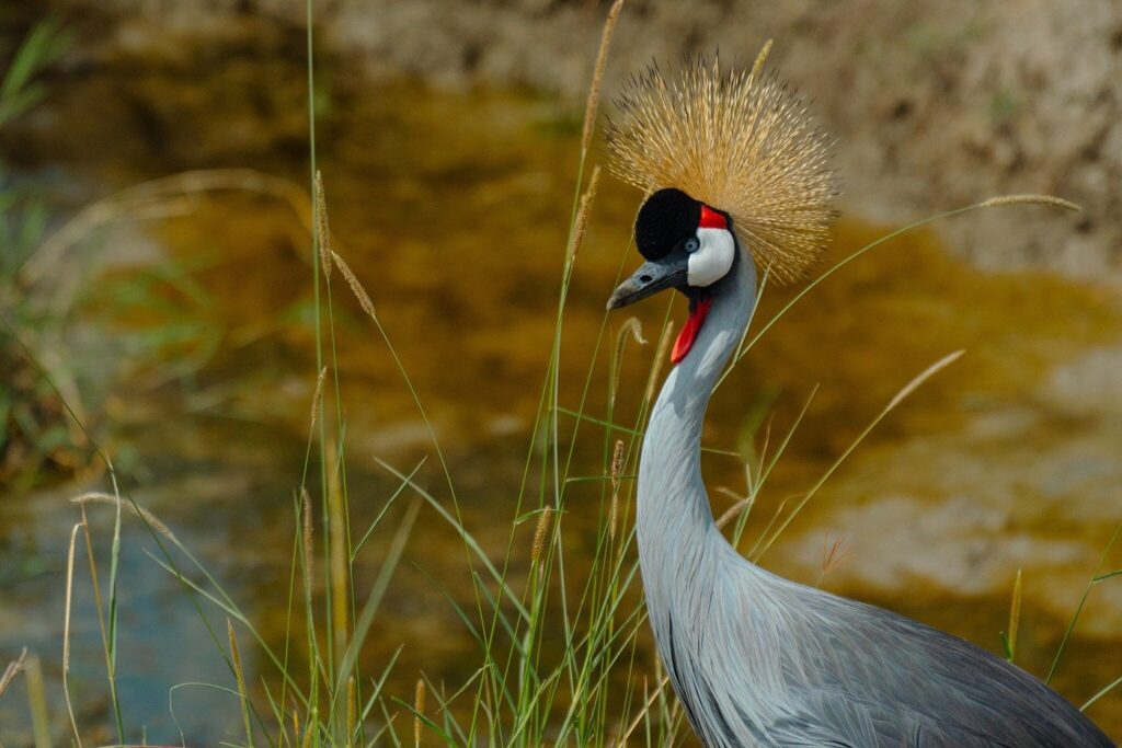 Birding Safaris - Africa Tours Adventure