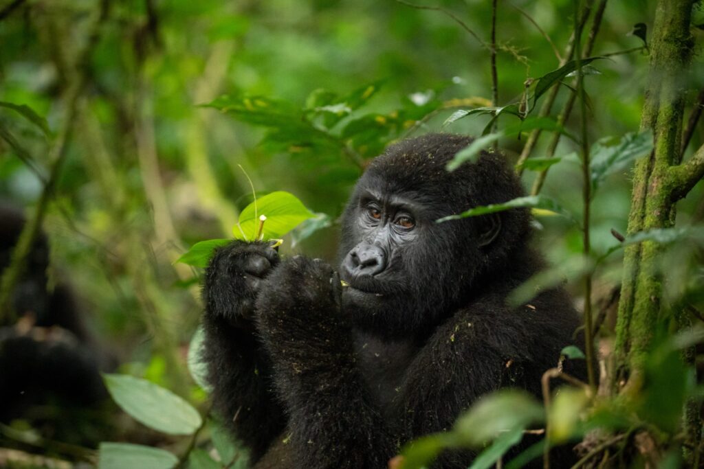Bwindi Impenetrable Forest NP