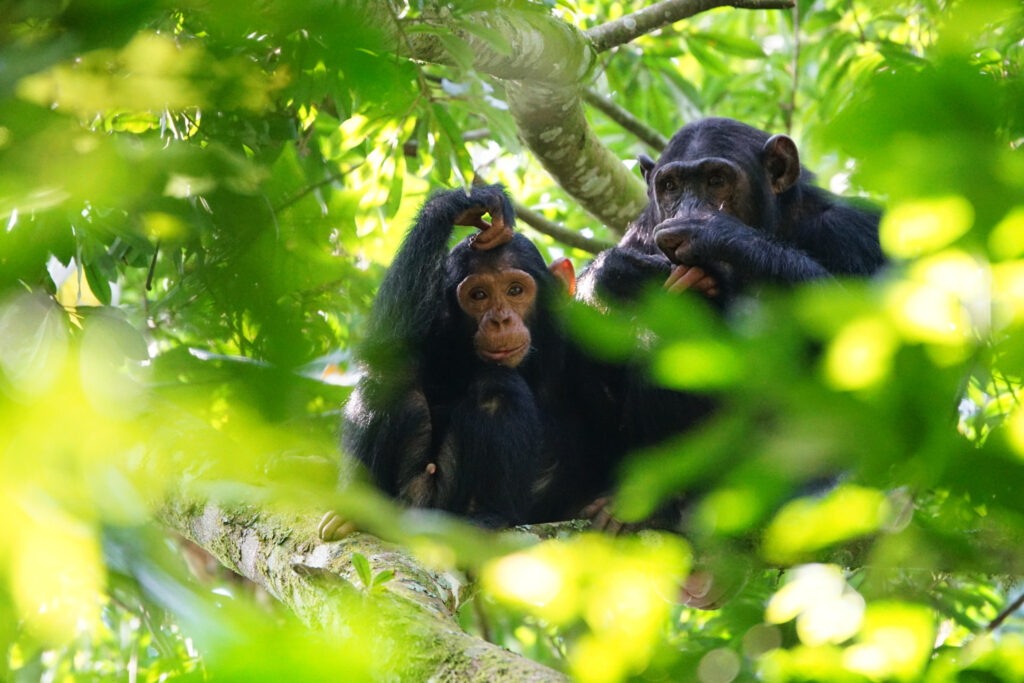 Kibale Forest NP