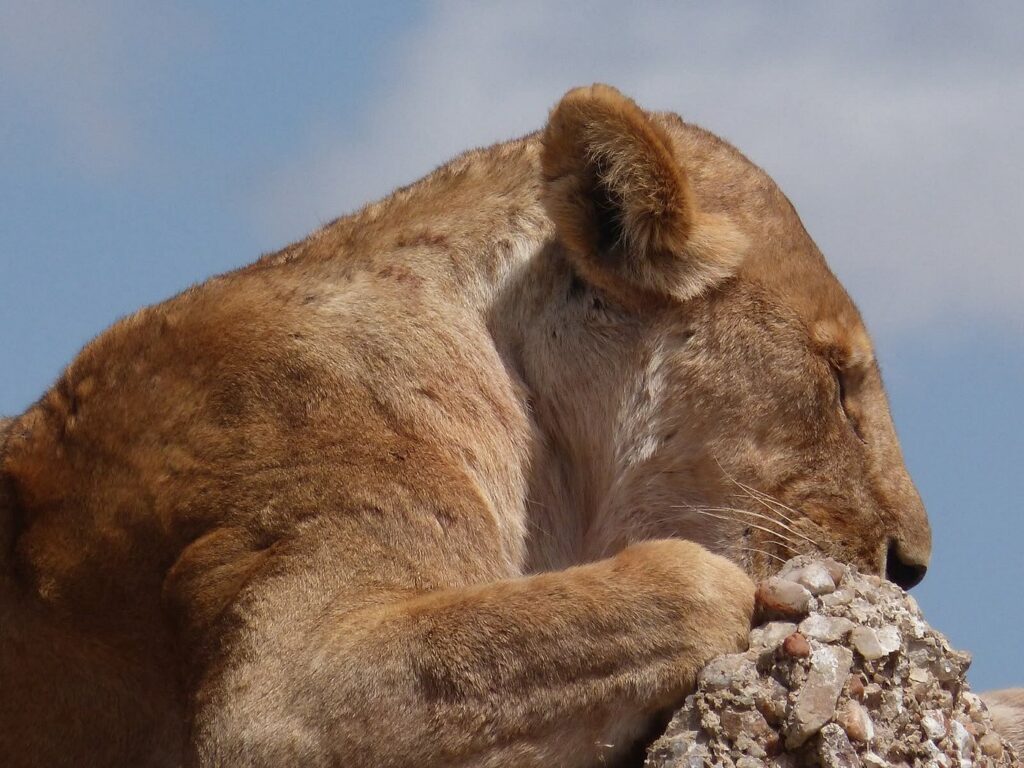 Kidepo Valley NP