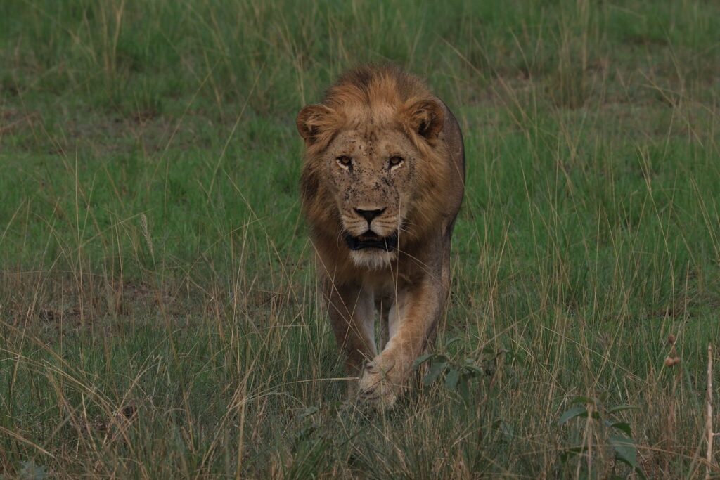 Lake Nakuru NP