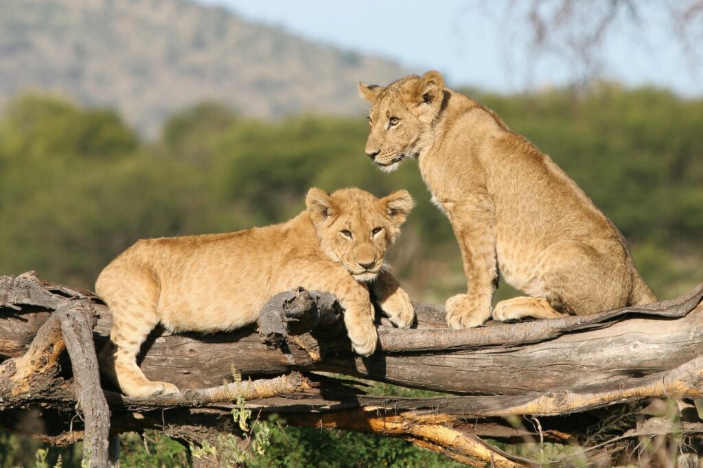 Masai Mara NR