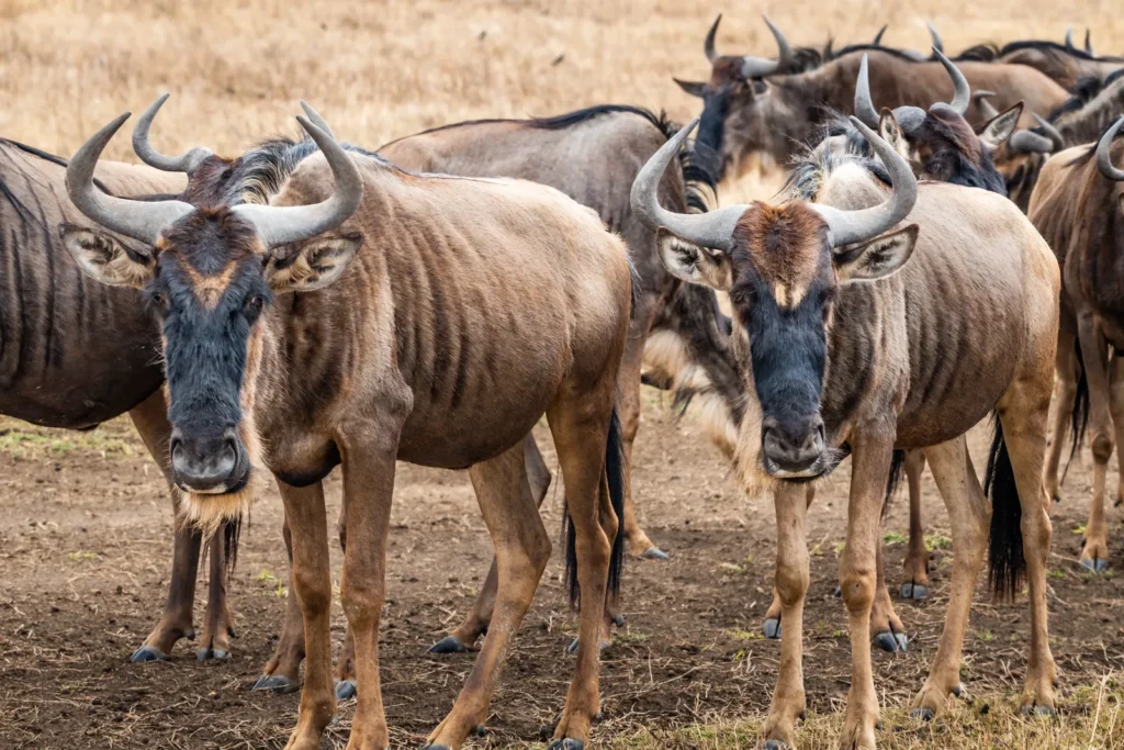 Ngorongoro Crater