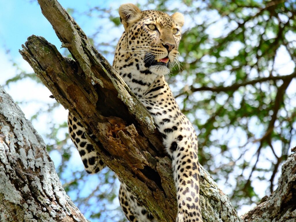 Serengeti NP